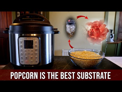 Видео: Выращивание грибов на попкорне: руководство для начинающих по технологии попкорна