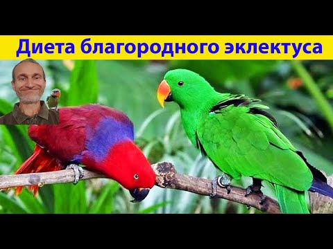 Видео: Чем кормить благородного попугая эклектус. (видео 515)