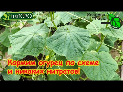 Видео: Бесконечный урожай: ПРОВЕРЕННАЯ АВТОРСКАЯ СХЕМА ПОДКОРМКИ ОГУРЦА НА УРОЖАЙ БЕЗ НИТРАТОВ!