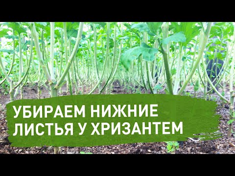 Видео: Выращивание хризантемы. Убираем нижнюю листву.