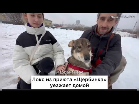 Видео: Локс из приюта «Щербинка» УЕХАЛ ДОМОЙ! Проект помощи Собака Юзао