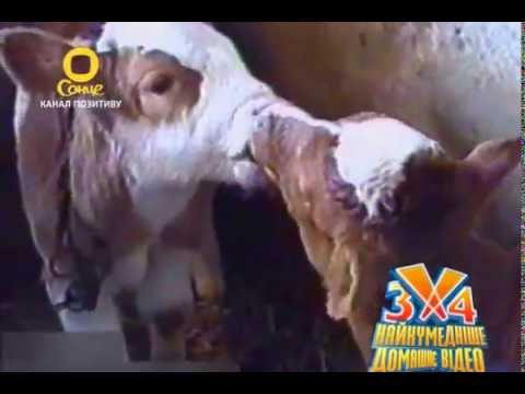 Видео: 3х4: випуск 4