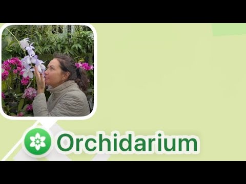 Видео: Приятные воспоминания. Прогулка в Orchidarium Prangins Municipality