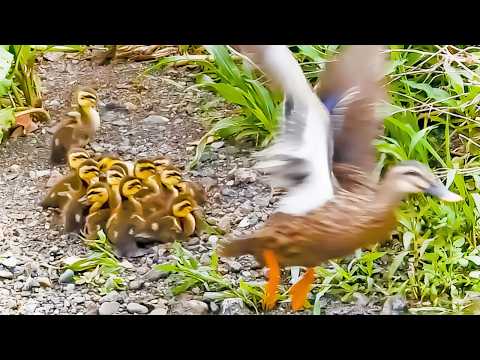 Видео: Когда утка-мать вернулась, ее птенцов уже не было🐤