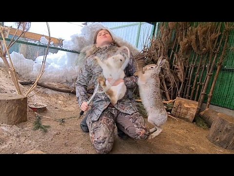 Видео: Заяц встал на защиту друга. Этому вольеру нужен супергерой! Переселение Славы. Джасти vs Мазая