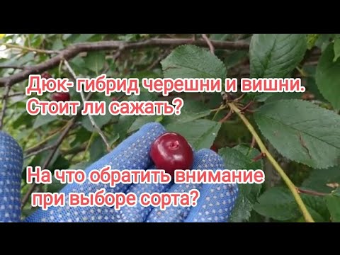 Видео: Стоит ли сажать дюки?Знакомство с моими дюками