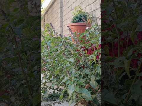 Видео: 31 октября 2025 г.