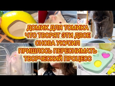 Видео: VLOG | ДОМИК ДЛЯ ТОМИКА | ЧТО ТВОРЯТ ЭТИ ДВОЕ | СНОВА УКУСИЛ | ПРИШЛОСЬ ПЕРЕСНИМАТЬ | НОВЫЙ МОЛД