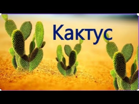 Видео: Кактус