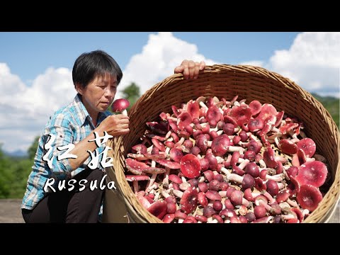 Видео: Красные грибы дикого рода  красные по склонам  съедобные грибы  стоящие тысячи юаней за килограмм