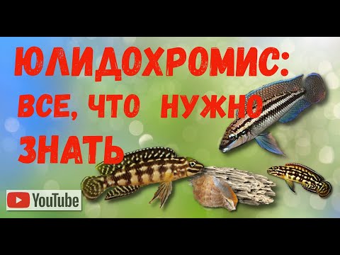 Видео: Юлидохромисы: все, что нужно знать.