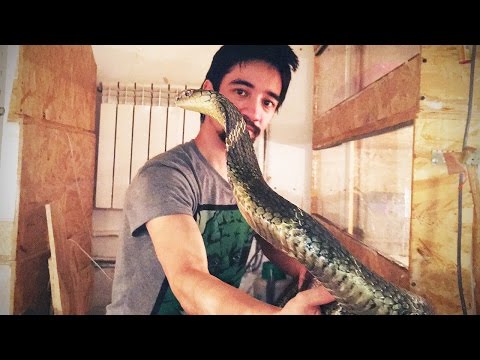 Видео: ЭКСТРЕМАЛЬНАЯ УБОРКА У КОРОЛЕВСКОЙ КОБРЫ. Лайфхак со змеями в линьке