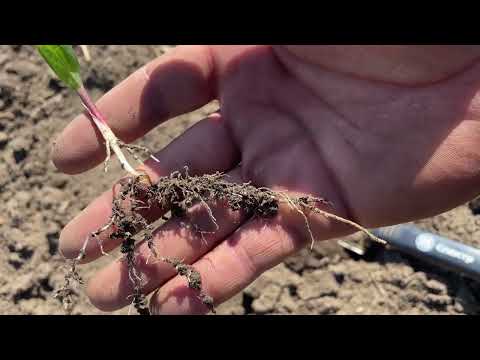 Видео: Демо посів кукурудзи! Густота та дружність сходів!