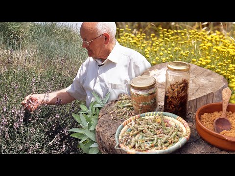 Видео: Дикие растения и их целебная сила для лечения бородавок, простуды, прыщей и многого другого