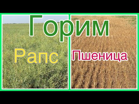 Видео: Засуха 2025. Рапс vs пшеница кто выдержал
