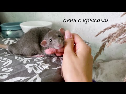 Видео: День с крысами 🐀