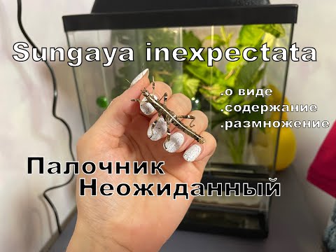 Видео: Палочник Неожиданный Sungaya inexpectata