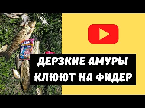 Видео: ВОТ ЭТО РЫБАЛКА! Море эмоций! Поклевки белого амура на фидер и процесс вываживания.
