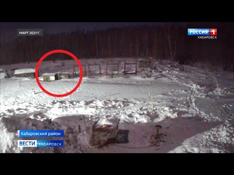 Видео: В Хабаровском районе снова выявлены факты нападения тигра на собак