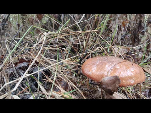 Видео: Гриби Є! Але не всі і не кругом. Перевірено 4-ри.🌳🌲 локації.