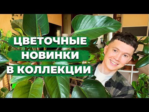 Видео: Обзор Новых Комнатных растений в Моей Коллекции » Большое Растение Мечты и несколько Цветущих