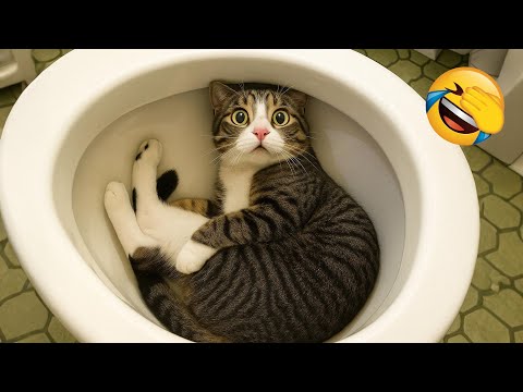 Видео: Ты смеешься – ты проиграл 😂 Смешные видео с животными 2025 😅 Часть 8