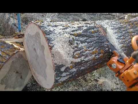 Видео: Пиление дерева Бензопилой Урал 2Т