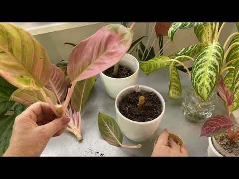Видео: Аглаонеми .Омоложение  и укоренение