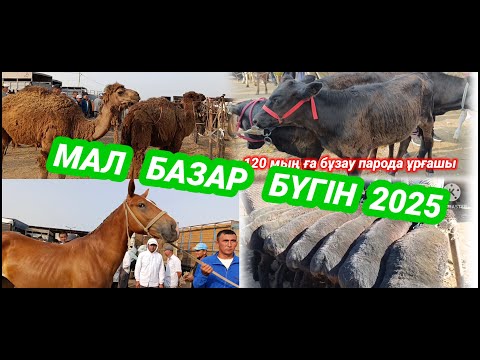 Видео: БҮГІНГІ МАЛ БАЗАР 2025 | ЖЫЛҚЫ ҚОЙ СИЫР БАҒАСЫ | АБАЙ МАЛ БАЗАРЫ | мал базар 2025 | livestock market