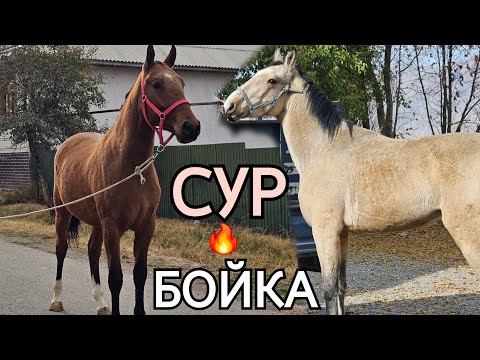 Видео: СУР БОЙКА Каныбектен мыкты тайлар