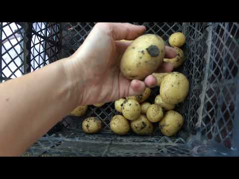 Видео: Картошка в ящиках - наш эксперимент