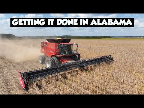 Видео: CASE IH 8250 в действии на уборке сои