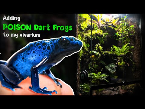 Видео: Добавление ядовитых лягушек-дротиков в мой виварий