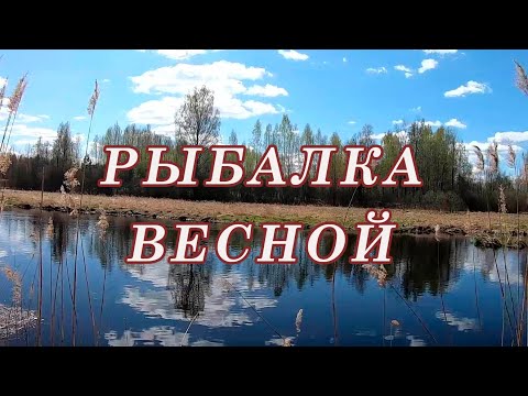 Видео: КАК И НА ЧТО Ловить ЩУКУ ранней ВЕСНОЙ!!!! Так я Уговариваю любую ПАССИВНУЮ Щуку! Щука Нерест!