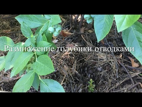 Видео: 🌿Размножение Голубики Отводками