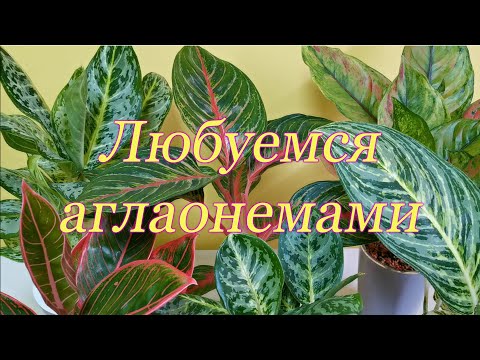 Видео: Любуемся аглаонемами Новая версия