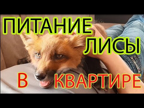 Видео: Чем питается "домашняя" Лиса и стоит ли заводить "Зверя" в квартире.