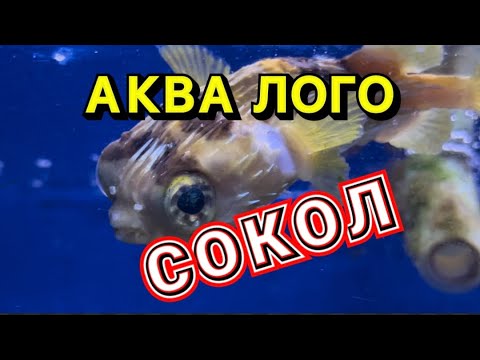 Видео: АКВА ЛОГО, СОКОЛ. ОБЗОР В АВГУСТЕ 2025. МОРАСКАЯ И ПРЕСНАЯ АКВАРИУМИСТИКА.