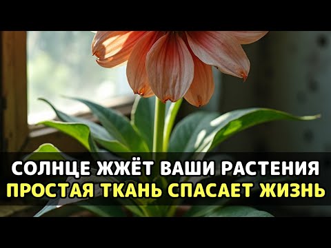 Видео: Корни задыхаются и сходят с ума в тесных горшках, но простая банка решает проблему