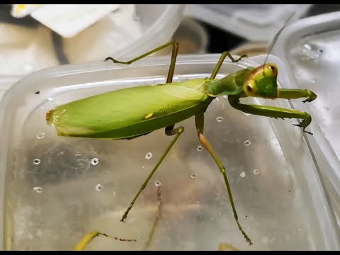 Видео: «REPTILIUM» ВЫСТАВКА-ПРОДАЖА в МОСКВЕ. 12-13 НОЯБРЯ 2022 год. / "REPTILIUM" EXHIBITION AND SALE.