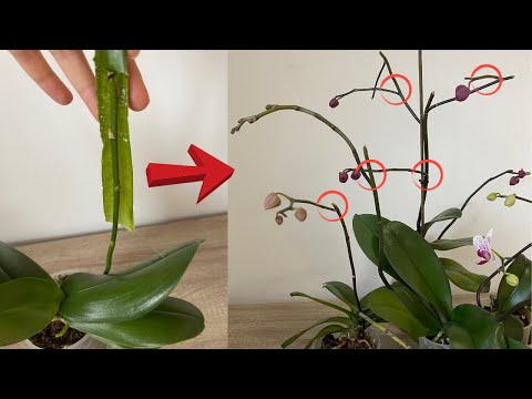Видео: Распространите это, чтобы орхидеи произвели обильные ветви / Орхидеи ответвляются от узла / Орхиде