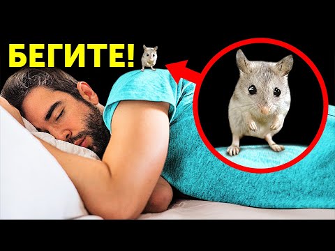 Видео: Даже скорпионы боятся этой милой мыши