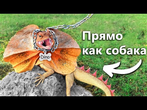 Видео: Я Завёл Питомца Динозавра (типа)