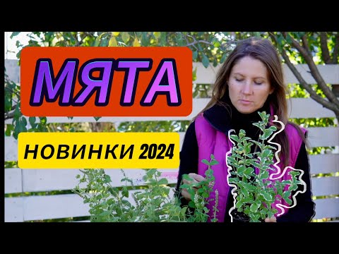 Видео: Мята | Новинки 2024