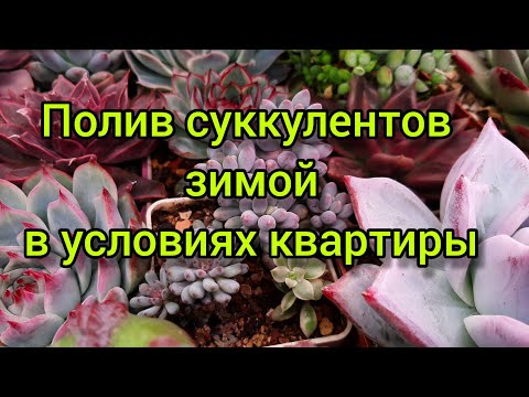 Видео: Полив суккулентов зимой в условиях квартиры.💧💧🌵💧💧