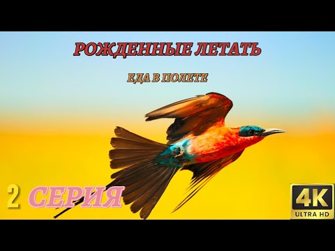 Видео: Мир Дикой Природы. Рожденные летать. Документальный Фильм 4K. 2 серия из 4