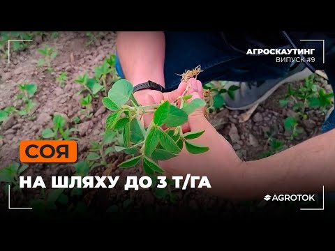 Видео: Соя: на шляху до 3 т/га