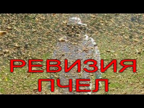 Видео: Весенняя ревизия пчел