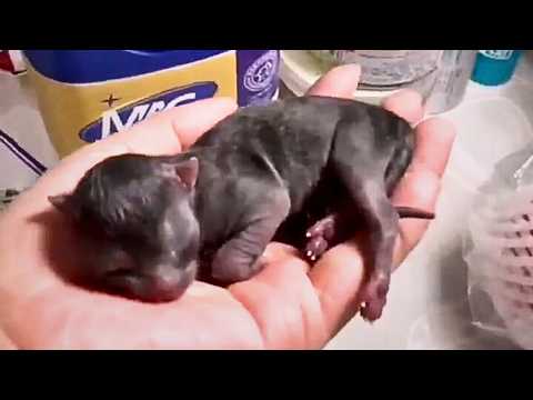 Видео: Мы нашли замерзшего недоношенного котёнка. Когда уже собирались хоронить — он вдруг зашевелился!