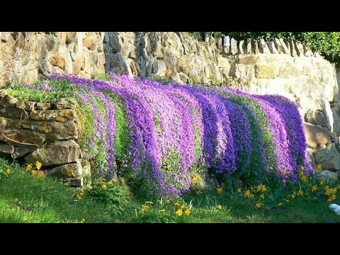 Видео: 🌸ОБРИЕТА (АУБРЕЦИЯ) Обзор рассады. 1 месяц от посева